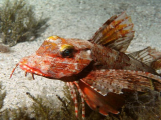 ryba Pegaz foto Barakuda